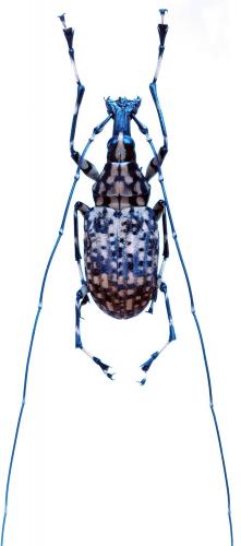 Acanthothorax allectus maculatus